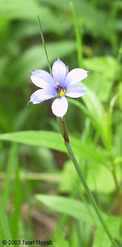 Sisyrinchium montanum Greene