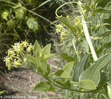 Smilax herbacea L.