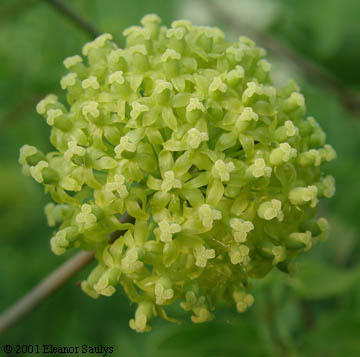 Smilax herbacea L.
