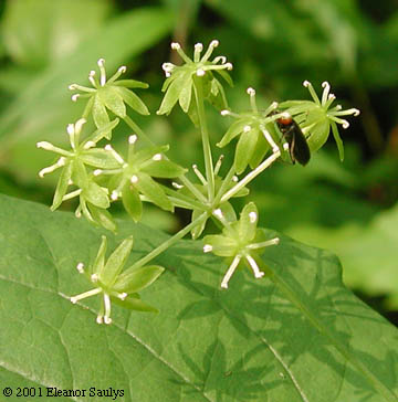 Smilax herbacea L.