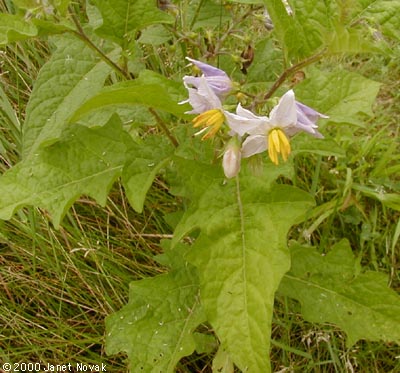 Solanum carolinense L.