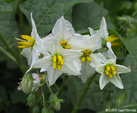 Solanum carolinense L.