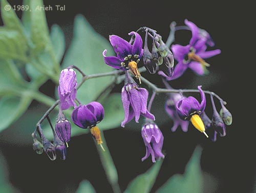 Solanum dulcamara L.