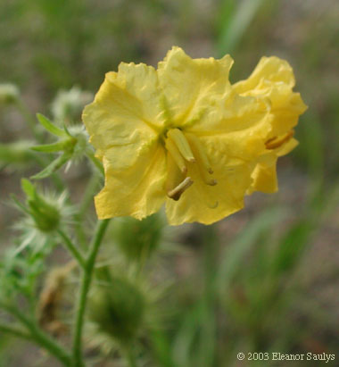 Solanum rostratum Dunal