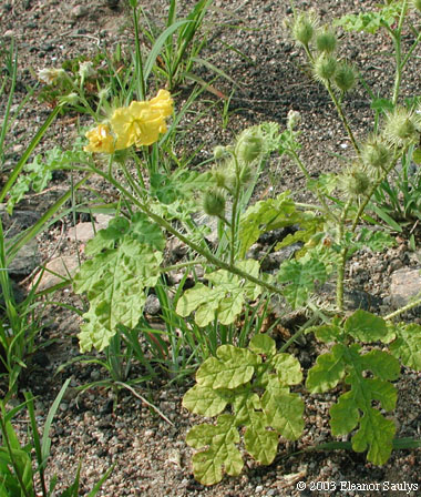 Solanum rostratum Dunal