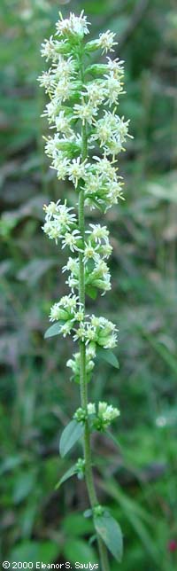 Solidago bicolor L.