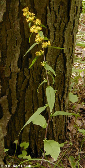Solidago caesia L.