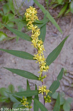 Solidago caesia L.