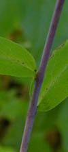 Solidago caesia L.