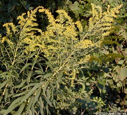 Solidago canadensis L.