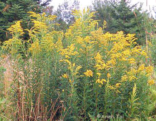 Solidago canadensis L.