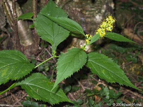 Solidago flexicaulis L.