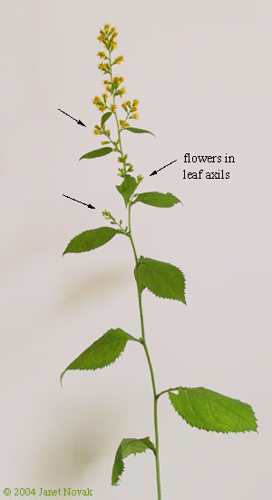 Solidago flexicaulis L.