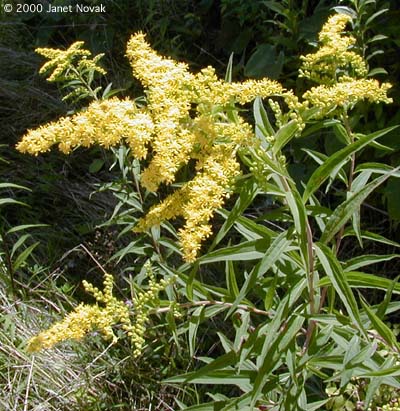 Solidago gigantea Ait.