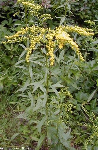 Solidago juncea Ait.