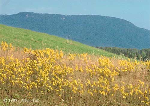 Solidago nemoralis Ait.