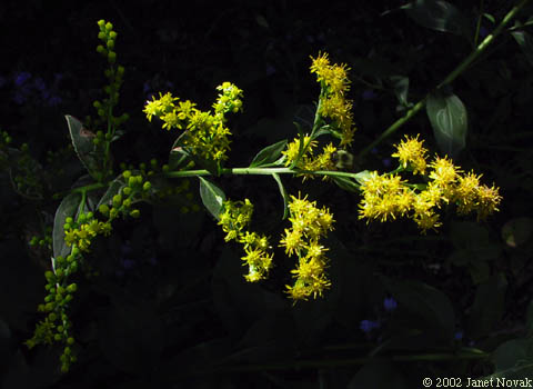 Solidago patula Muhl. ex Willd.