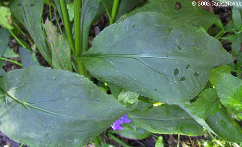 Solidago patula Muhl. ex Willd.