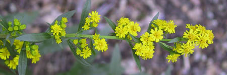 Solidago patula Muhl. ex Willd.