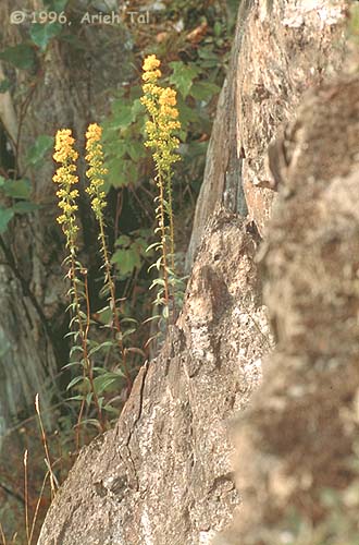 Solidago puberula Nutt.