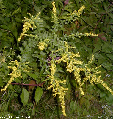 Solidago rugosa P. Mill.