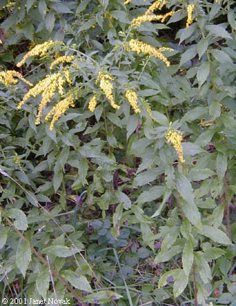 Solidago rugosa P. Mill.