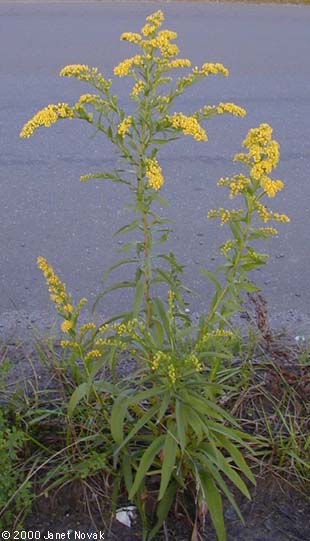 Solidago sempervirens L. var. mexicana (L.) Fern.