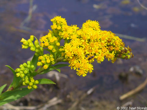 Solidago sempervirens L. var. mexicana (L.) Fern.
