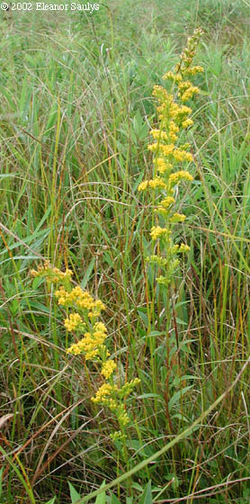 Solidago uliginosa Nutt.