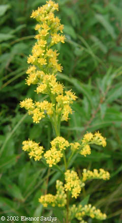 Solidago uliginosa Nutt.