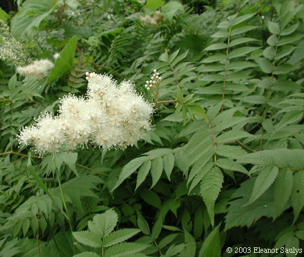 Sorbaria sorbifolia (L.) A. Braun