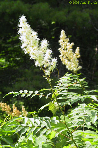 Sorbaria sorbifolia (L.) A. Braun
