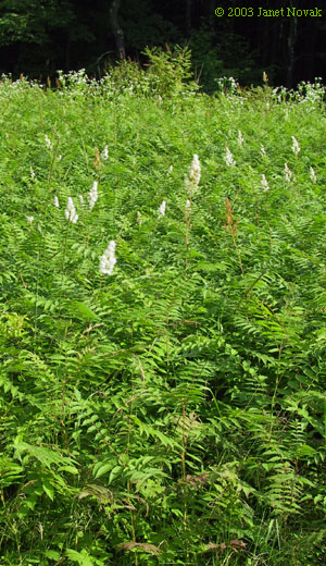 Sorbaria sorbifolia (L.) A. Braun