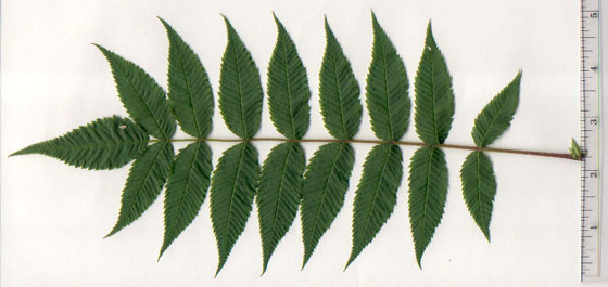 Sorbaria sorbifolia (L.) A. Braun