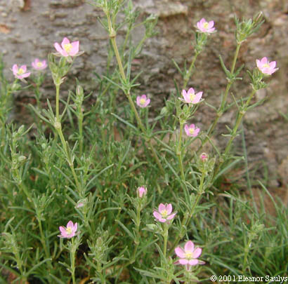Spergularia rubra (L.) J.& K. Presl
