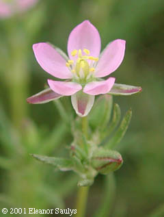 Spergularia rubra (L.) J.& K. Presl