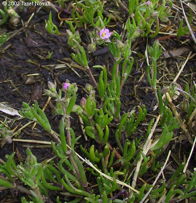 Spergularia salina J.& K. Presl
