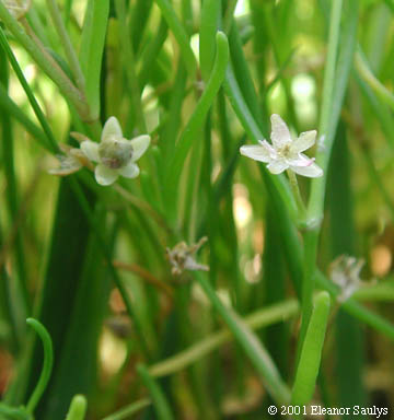 Spergularia salina J.& K. Presl