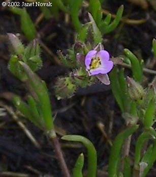 Spergularia salina J.& K. Presl