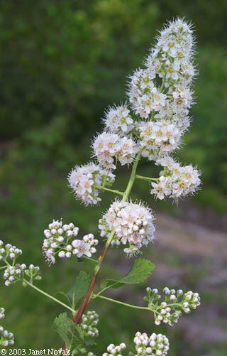 Spiraea alba Du Roi
