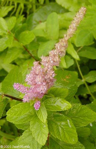 Spiraea tomentosa L.