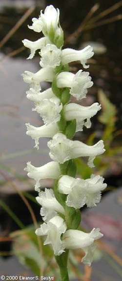 Spiranthes cernua (L.) L.C. Rich.