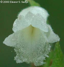 Spiranthes cernua (L.) L.C. Rich.