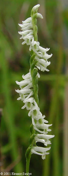 Spiranthes lacera (Raf.) Raf.