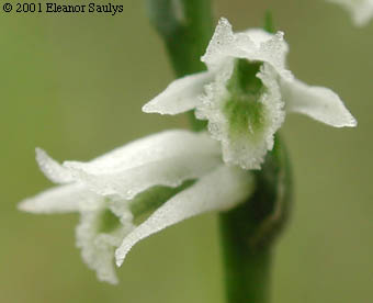 Spiranthes lacera (Raf.) Raf.