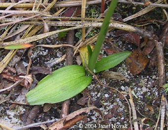Spiranthes lacera (Raf.) Raf.