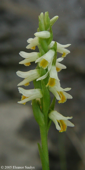 Spiranthes lucida (H.H. Eat.) Ames