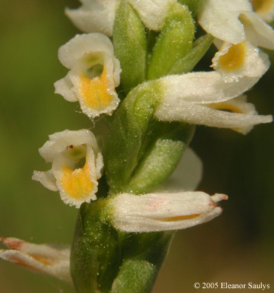 Spiranthes lucida (H.H. Eat.) Ames