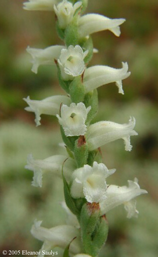 Spiranthes ochroleuca (Rydb.) Rydb.