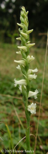 Spiranthes ochroleuca (Rydb.) Rydb.